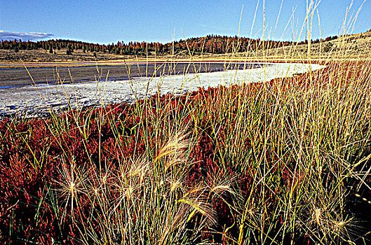 草,盐,湖,靠近,不列颠哥伦比亚省,加拿大
