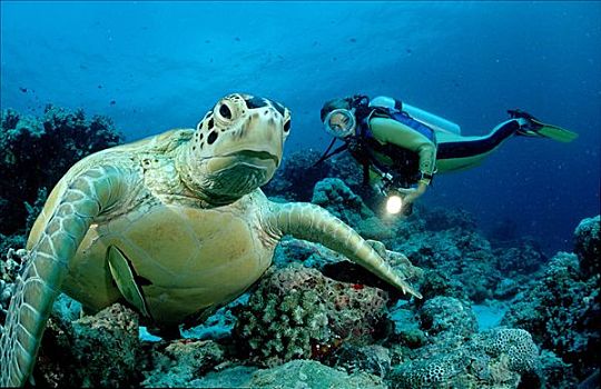 绿海龟,龟类,潜水者,西巴丹岛,马来西亚