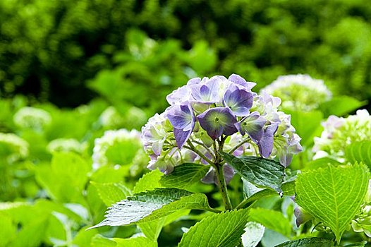 八仙花属,庙宇