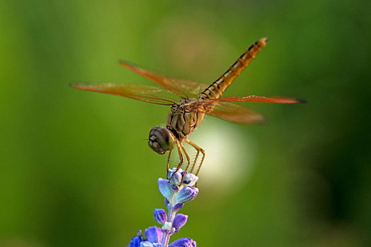 蜻蜓,蓝色背景,花,花园