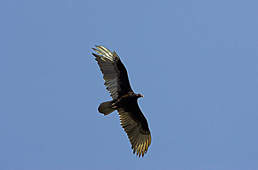 黑美洲鹫,蓝天,委内瑞拉