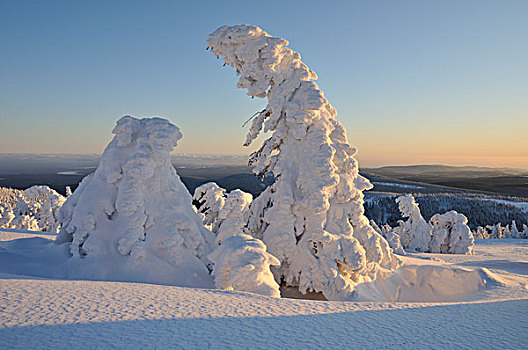 雪,遮盖,松树,晚间,亮光,布罗肯,山,哈尔茨山,萨克森安哈尔特,德国,欧洲