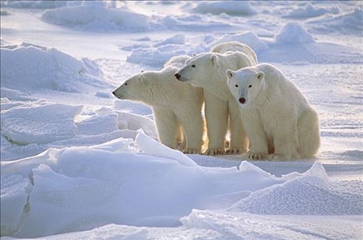 北极熊,母兽,两个,一岁,幼兽,坐,冰原,丘吉尔市,曼尼托巴,加拿大