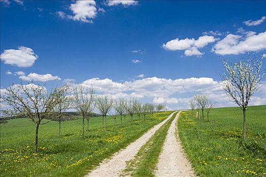 春景,碎石路,开花树木,靠近,白色,喀尔巴阡山脉地区,防护,风景,区域,摩拉维亚,捷克共和国,欧洲