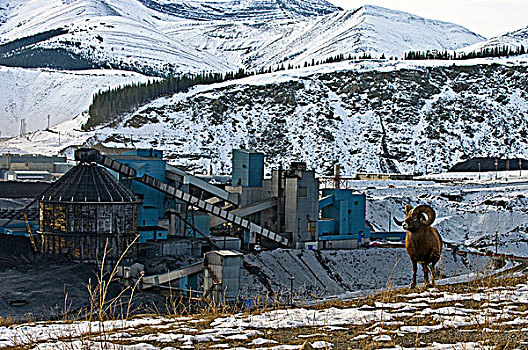 大角羊,靠近,煤矿,加工厂,山麓,落基山脉,艾伯塔省,加拿大