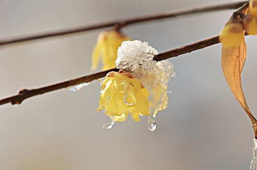 雪里花,腊梅