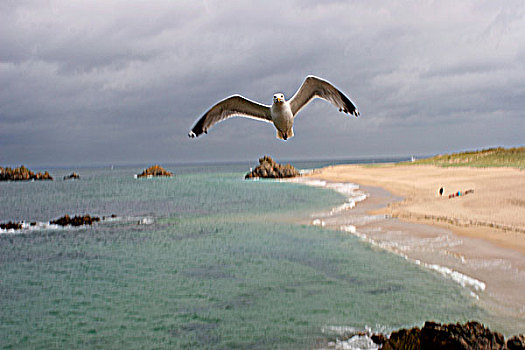 法国,布列塔尼半岛,莫尔比昂省,海鸥,飞跃,海滩