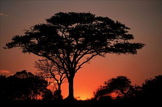 树,日落,禁猎区,南非