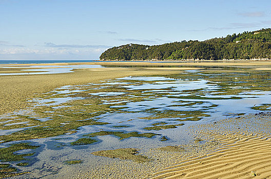 沙,湾,国家公园,南岛,新西兰