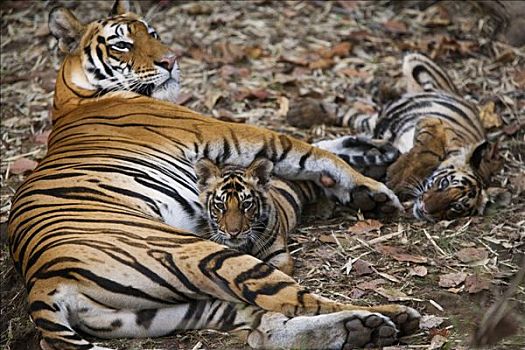 孟加拉虎,虎,女性,两个,4-5岁,老,幼兽,班德哈维夫国家公园,印度