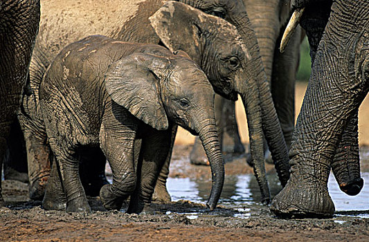 非洲象,牧群,幼兽,阿多大象国家公园,南非,非洲