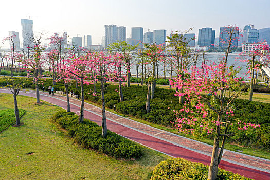 航拍广东珠海横琴花海长廊