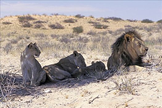 狮子,卧,荫凉,南非
