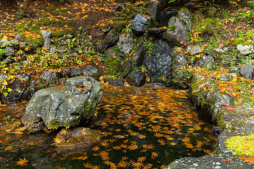 传统,日本,公园,秋天