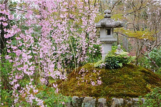 樱花,日式庭园
