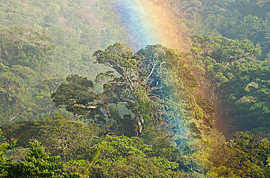 彩虹,上方,雨林,树荫,哥斯达黎加
