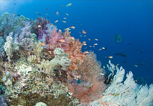 珊瑚礁,四王群岛,西巴布亚,印度尼西亚