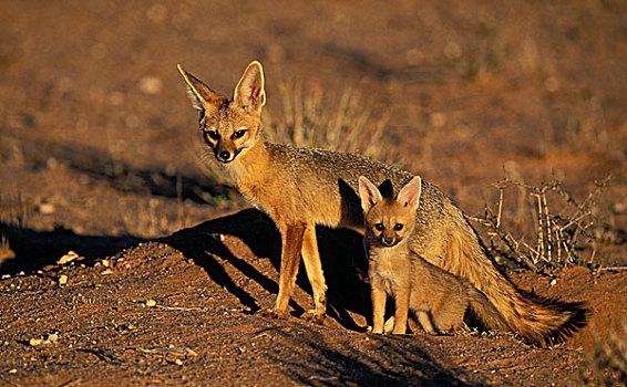 角狐,母兽,幼仔,卡拉哈迪大羚羊国家公园,南非