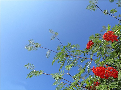 秋天,花楸果,欧州花椒