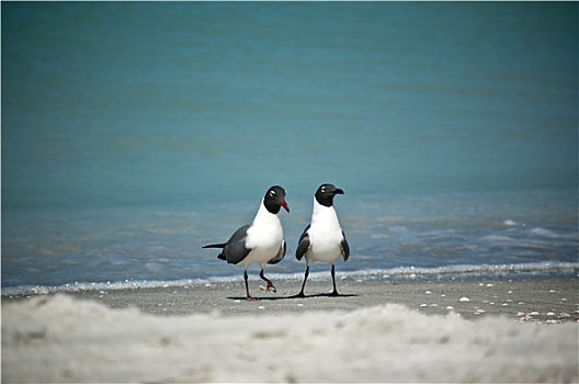 笑鸥,佛罗里达,海滩