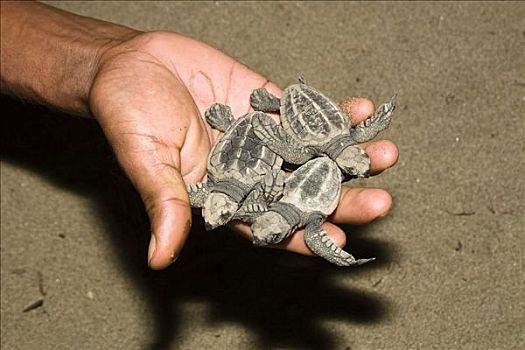 孵化,龟,手掌,手,橄榄,太平洋丽龟,湾,安达曼群岛,印度,南亚