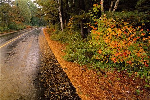 道路,树,阿尔冈金省立公园,安大略省,加拿大