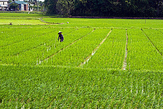 indonesia,sumatra,banda,aceh,farmers,working,in,the,green,ricefield