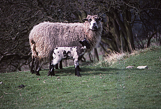 绵羊,羊羔,四月,约克郡,20世纪,艺术家