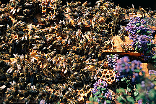 蜂巢,蜜蜂