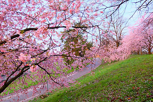 munich慕尼黑olympia,park