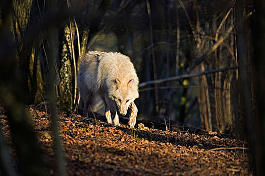 北极狼,狼,成年,走,树林