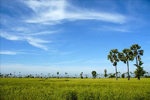 风景,绿色,稻田,糖,棕榈树,柬埔寨