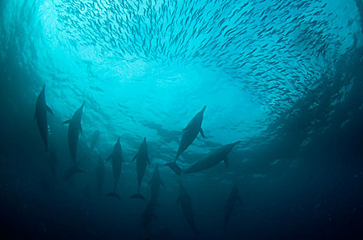 常见海豚,长吻真海豚,成年,鱼群,小,外滨,港口,东开普省,南非