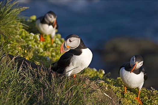 大西洋海雀,北极,冰岛,大西洋