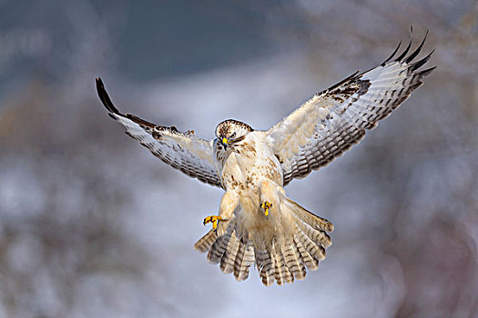 美国兀鹰,鵟,白色,飞行,生物保护区,巴登符腾堡,德国,欧洲