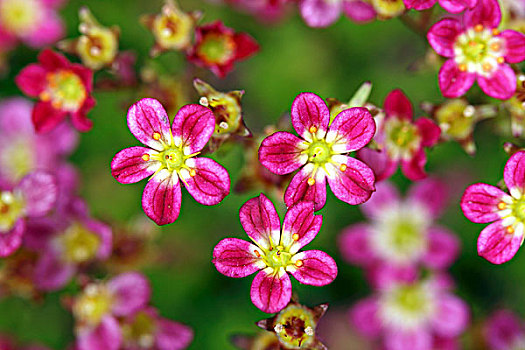 粉色,虎耳草属植物,花