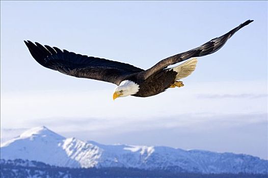 白头鹰,半空,飞行,上方,肯奈半岛,山峦,阿拉斯加,冬天