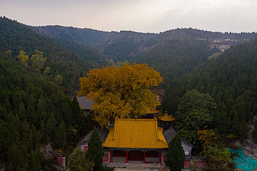 航拍济南淌豆寺的千年银杏