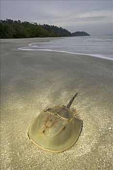 马掌,螃蟹,海岸线,雪兰莪州,马来西亚