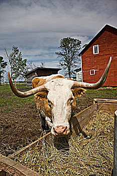 公牛,吃,干草,畜栏,旁侧,谷仓,门诺派,曼尼托巴,加拿大