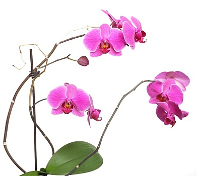 蝴蝶兰属,紫色,兰花,白色背景,背景