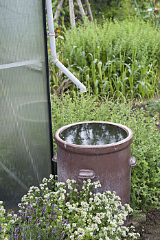 收集,雨水,温室,褐色,陶器,桶