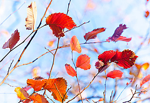 漂亮,秋天,红色,橙叶,高处,鲜明,蓝天,聚焦
