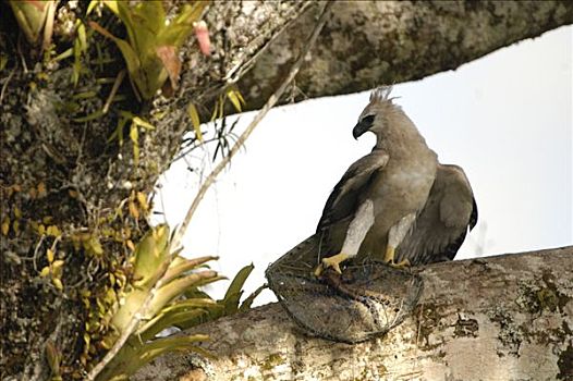 哈比鹰,角雕,老,野生,幼禽,脚,捕食,困境,生物学家,抓住,厄瓜多尔
