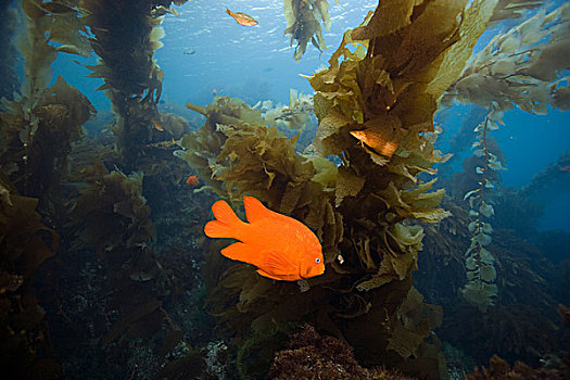 海藻,峡岛,加利福尼亚