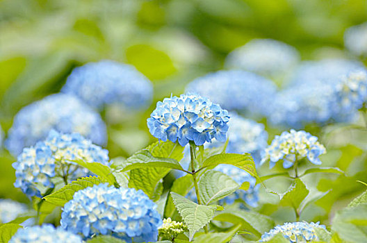 hydrangea