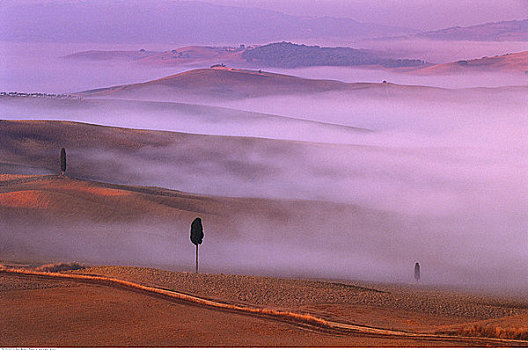 柏树,雾,黎明,靠近,皮恩扎,托斯卡纳,意大利