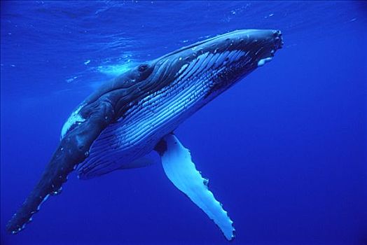 驼背鲸,大翅鲸属,鲸鱼,游动,水下,汤加