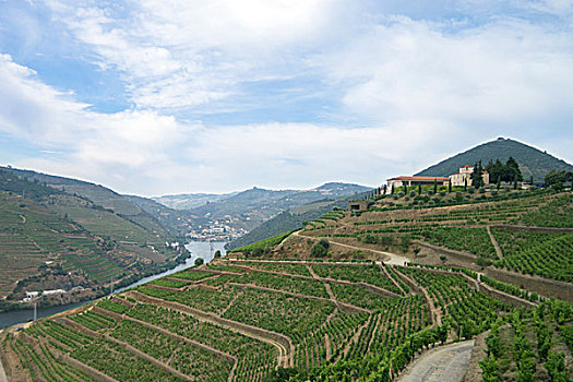 葡萄酒厂,葡萄园,不动产,葡萄牙