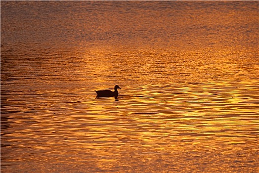 孤单,鸭子,游泳,金色,水塘,日落